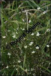 Purgier-Lein, Linum catharticum, Linaceae, Linum catharticum, Purgier-Lein, Blühend Kauf von 00709linum_catharticumimg_4382.jpg