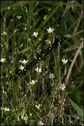 Purgier-Lein, Linum catharticum, Linaceae, Linum catharticum, Purgier-Lein, Blühend Kauf von 00709linum_catharticumimg_4384.jpg