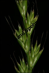 Taumel-Lolch, Lolium temulentum, Poaceae, Lolium temulentum, Taumel-Lolch, Blühend Kauf von 00715lolium_temulentumimg_2761.jpg