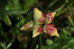 Gewöhnlicher Hornklee, Lotus corniculatus, Fabaceae, Lotus corniculatus, Gewöhnlicher Hornklee, fruchtend Kauf von 00718_lotus_corniculatus_dsc_3689.jpg