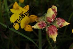 Gewöhnlicher Hornklee, Lotus corniculatus, Fabaceae, Lotus corniculatus, Gewöhnlicher Hornklee, fruchtend Kauf von 00718_lotus_corniculatus_dsc_3691.jpg