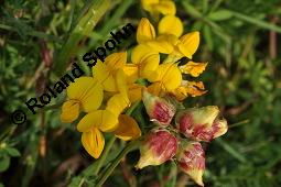 Gewöhnlicher Hornklee, Lotus corniculatus, Fabaceae, Lotus corniculatus, Gewöhnlicher Hornklee, fruchtend Kauf von 00718_lotus_corniculatus_dsc_3692.jpg