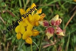 Gewöhnlicher Hornklee, Lotus corniculatus, Fabaceae, Lotus corniculatus, Gewöhnlicher Hornklee, fruchtend Kauf von 00718_lotus_corniculatus_dsc_3693.jpg