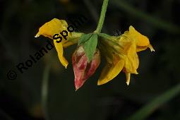 Gewöhnlicher Hornklee, Lotus corniculatus, Fabaceae, Lotus corniculatus, Gewöhnlicher Hornklee, fruchtend Kauf von 00718_lotus_corniculatus_dsc_3694.jpg