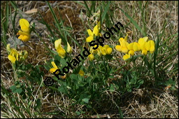 Gewhnlicher Hornklee, Lotus corniculatus, Fabaceae, Lotus corniculatus, Gewhnlicher Hornklee, fruchtend Kauf von 00718lotus_corniculatus_img_1901.jpg