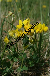 Gewöhnlicher Hornklee, Lotus corniculatus, Fabaceae, Lotus corniculatus, Gewöhnlicher Hornklee, fruchtend Kauf von 00718lotus_corniculatus_img_1902.jpg