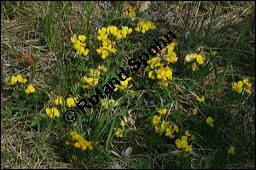 Gewöhnlicher Hornklee, Lotus corniculatus, Fabaceae, Lotus corniculatus, Gewöhnlicher Hornklee, fruchtend Kauf von 00718lotus_corniculatus_img_1903.jpg