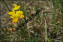 Gewöhnlicher Hornklee, Lotus corniculatus, Fabaceae, Lotus corniculatus, Gewöhnlicher Hornklee, fruchtend Kauf von 00718lotus_corniculatus_img_1904.jpg