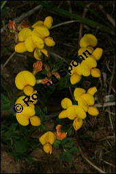 Gewöhnlicher Hornklee, Lotus corniculatus, Fabaceae, Lotus corniculatus, Gewöhnlicher Hornklee, fruchtend Kauf von 00718lotus_corniculatusimg_7267.jpg