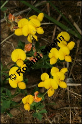 Gewöhnlicher Hornklee, Lotus corniculatus, Fabaceae, Lotus corniculatus, Gewöhnlicher Hornklee, fruchtend Kauf von 00718lotus_corniculatusimg_7268.jpg