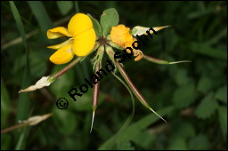 Gewöhnlicher Hornklee, Lotus corniculatus, Fabaceae, Lotus corniculatus, Gewöhnlicher Hornklee, fruchtend Kauf von 00718lotus_corniculatusimg_7670.jpg