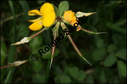 Gewöhnlicher Hornklee, Lotus corniculatus, Fabaceae, Lotus corniculatus, Gewöhnlicher Hornklee, fruchtend Kauf von 00718lotus_corniculatusimg_7671.jpg