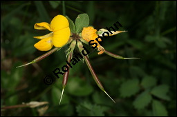 Gewöhnlicher Hornklee, Lotus corniculatus, Fabaceae, Lotus corniculatus, Gewöhnlicher Hornklee, fruchtend Kauf von 00718lotus_corniculatusimg_7672.jpg