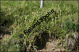 Keulen-Bärlapp, Lycopodium clavatum, Lycopodiaceae, Lycopodium clavatum, Keulen-Bärlapp, Pflanze mit Sporangien Kauf von 00721lycopodium_clavatumimg_3224.jpg