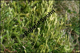 Keulen-Bärlapp, Lycopodium clavatum, Lycopodiaceae, Lycopodium clavatum, Keulen-Bärlapp, Pflanze mit Sporangien Kauf von 00721lycopodium_clavatumimg_3225.jpg