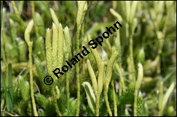 Keulen-Brlapp, Lycopodium clavatum, Lycopodiaceae, Lycopodium clavatum, Keulen-Brlapp, Pflanze mit Sporangien Kauf von 00721lycopodium_clavatumimg_3226.jpg