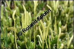 Keulen-Bärlapp, Lycopodium clavatum, Lycopodiaceae, Lycopodium clavatum, Keulen-Bärlapp, Pflanze mit Sporangien Kauf von 00721lycopodium_clavatumimg_3227.jpg