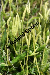 Keulen-Brlapp, Lycopodium clavatum, Lycopodiaceae, Lycopodium clavatum, Keulen-Brlapp, Pflanze mit Sporangien Kauf von 00721lycopodium_clavatumimg_3228.jpg