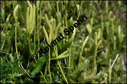 Keulen-Bärlapp, Lycopodium clavatum, Lycopodiaceae, Lycopodium clavatum, Keulen-Bärlapp, Pflanze mit Sporangien Kauf von 00721lycopodium_clavatumimg_3230.jpg