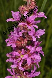 Blut-Weiderich und Echtes Mädesüß, Lythrum salicaria und Filipendula ulmaria, Lythraceae, Lythrum salicaria, Blut-Weiderich, Habitat, mit Echtem Mädesüß Kauf von 00724_lythrum_salicaria_dsc_3463.jpg