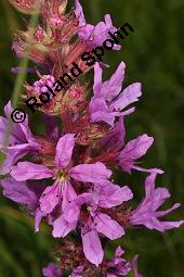 Blut-Weiderich und Echtes Mädesüß, Lythrum salicaria und Filipendula ulmaria, Lythraceae, Lythrum salicaria, Blut-Weiderich, Habitat, mit Echtem Mädesüß Kauf von 00724_lythrum_salicaria_dsc_3464.jpg