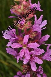 Blut-Weiderich und Echtes Mädesüß, Lythrum salicaria und Filipendula ulmaria, Lythraceae, Lythrum salicaria, Blut-Weiderich, Habitat, mit Echtem Mädesüß Kauf von 00724_lythrum_salicaria_dsc_3466.jpg