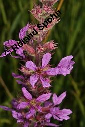 Blut-Weiderich und Echtes Mdes, Lythrum salicaria und Filipendula ulmaria, Lythraceae, Lythrum salicaria, Blut-Weiderich, Habitat, mit Echtem Mdes Kauf von 00724_lythrum_salicaria_dsc_3467.jpg