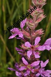 Blut-Weiderich und Echtes Mdes, Lythrum salicaria und Filipendula ulmaria, Lythraceae, Lythrum salicaria, Blut-Weiderich, Habitat, mit Echtem Mdes Kauf von 00724_lythrum_salicaria_dsc_3468.jpg