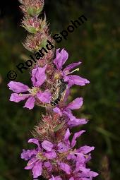 Blut-Weiderich und Echtes Mädesüß, Lythrum salicaria und Filipendula ulmaria, Lythraceae, Lythrum salicaria, Blut-Weiderich, Habitat, mit Echtem Mädesüß Kauf von 00724_lythrum_salicaria_dsc_3469.jpg