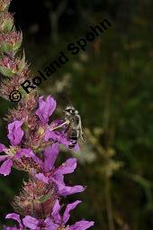 Blut-Weiderich und Echtes Mädesüß, Lythrum salicaria und Filipendula ulmaria, Lythraceae, Lythrum salicaria, Blut-Weiderich, Habitat, mit Echtem Mädesüß Kauf von 00724_lythrum_salicaria_dsc_3470.jpg