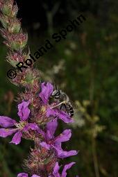 Blut-Weiderich und Echtes Mädesüß, Lythrum salicaria und Filipendula ulmaria, Lythraceae, Lythrum salicaria, Blut-Weiderich, Habitat, mit Echtem Mädesüß Kauf von 00724_lythrum_salicaria_dsc_3471.jpg