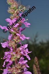 Blut-Weiderich und Echtes Mdes, Lythrum salicaria und Filipendula ulmaria, Lythraceae, Lythrum salicaria, Blut-Weiderich, Habitat, mit Echtem Mdes Kauf von 00724_lythrum_salicaria_dsc_3472.jpg