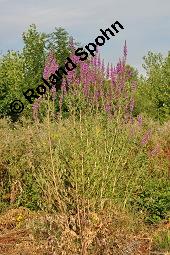 Blut-Weiderich und Echtes Mädesüß, Lythrum salicaria und Filipendula ulmaria, Lythraceae, Lythrum salicaria, Blut-Weiderich, Habitat, mit Echtem Mädesüß Kauf von 00724_lythrum_salicaria_dsc_3722.jpg