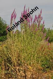 Blut-Weiderich und Echtes Mädesüß, Lythrum salicaria und Filipendula ulmaria, Lythraceae, Lythrum salicaria, Blut-Weiderich, Habitat, mit Echtem Mädesüß Kauf von 00724_lythrum_salicaria_dsc_3723.jpg