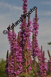 Blut-Weiderich und Echtes Mädesüß, Lythrum salicaria und Filipendula ulmaria, Lythraceae, Lythrum salicaria, Blut-Weiderich, Habitat, mit Echtem Mädesüß Kauf von 00724_lythrum_salicaria_dsc_3724.jpg
