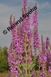 Blut-Weiderich und Echtes Mdes, Lythrum salicaria und Filipendula ulmaria, Lythraceae, Lythrum salicaria, Blut-Weiderich, Habitat, mit Echtem Mdes Kauf von 00724_lythrum_salicaria_dsc_3725.jpg