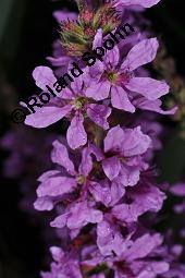 Blut-Weiderich und Echtes Mädesüß, Lythrum salicaria und Filipendula ulmaria, Lythraceae, Lythrum salicaria, Blut-Weiderich, Habitat, mit Echtem Mädesüß Kauf von 00724_lythrum_salicaria_dsc_6076.jpg