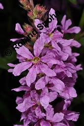 Blut-Weiderich und Echtes Mädesüß, Lythrum salicaria und Filipendula ulmaria, Lythraceae, Lythrum salicaria, Blut-Weiderich, Habitat, mit Echtem Mädesüß Kauf von 00724_lythrum_salicaria_dsc_6077.jpg