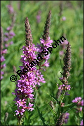 Blut-Weiderich und Echtes Mdes, Lythrum salicaria und Filipendula ulmaria, Lythraceae, Lythrum salicaria, Blut-Weiderich, Habitat, mit Echtem Mdes Kauf von 00724lythrum_salicariaimg_8564.jpg