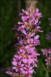 Blut-Weiderich und Echtes Mädesüß, Lythrum salicaria und Filipendula ulmaria, Lythraceae, Lythrum salicaria, Blut-Weiderich, Habitat, mit Echtem Mädesüß Kauf von 00724lythrum_salicariaimg_8565.jpg