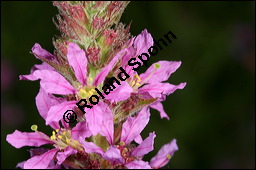 Blut-Weiderich und Echtes Mädesüß, Lythrum salicaria und Filipendula ulmaria, Lythraceae, Lythrum salicaria, Blut-Weiderich, Habitat, mit Echtem Mädesüß Kauf von 00724lythrum_salicariaimg_8566.jpg