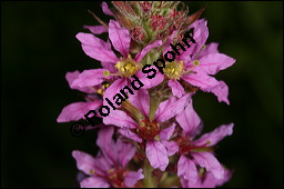 Blut-Weiderich und Echtes Mädesüß, Lythrum salicaria und Filipendula ulmaria, Lythraceae, Lythrum salicaria, Blut-Weiderich, Habitat, mit Echtem Mädesüß Kauf von 00724lythrum_salicariaimg_8567.jpg