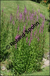 Blut-Weiderich und Echtes Mdes, Lythrum salicaria und Filipendula ulmaria, Lythraceae, Lythrum salicaria, Blut-Weiderich, Habitat, mit Echtem Mdes Kauf von 00724lythrum_salicariaimg_8579.jpg