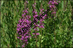 Blut-Weiderich und Echtes Mädesüß, Lythrum salicaria und Filipendula ulmaria, Lythraceae, Lythrum salicaria, Blut-Weiderich, Habitat, mit Echtem Mädesüß Kauf von 00724lythrum_salicariaimg_8580.jpg