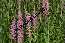 Blut-Weiderich und Echtes Mdes, Lythrum salicaria und Filipendula ulmaria, Lythraceae, Lythrum salicaria, Blut-Weiderich, Habitat, mit Echtem Mdes Kauf von 00724lythrum_salicariaimg_8581.jpg