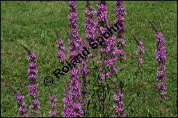 Blut-Weiderich und Echtes Mädesüß, Lythrum salicaria und Filipendula ulmaria, Lythraceae, Lythrum salicaria, Blut-Weiderich, Habitat, mit Echtem Mädesüß Kauf von 00724lythrum_salicariaimg_8582.jpg