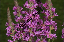 Blut-Weiderich und Echtes Mdes, Lythrum salicaria und Filipendula ulmaria, Lythraceae, Lythrum salicaria, Blut-Weiderich, Habitat, mit Echtem Mdes Kauf von 00724lythrum_salicariaimg_8584.jpg