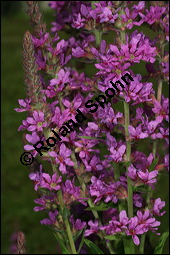 Blut-Weiderich und Echtes Mädesüß, Lythrum salicaria und Filipendula ulmaria, Lythraceae, Lythrum salicaria, Blut-Weiderich, Habitat, mit Echtem Mädesüß Kauf von 00724lythrum_salicariaimg_8585.jpg