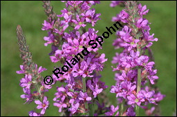 Blut-Weiderich und Echtes Mädesüß, Lythrum salicaria und Filipendula ulmaria, Lythraceae, Lythrum salicaria, Blut-Weiderich, Habitat, mit Echtem Mädesüß Kauf von 00724lythrum_salicariaimg_8586.jpg