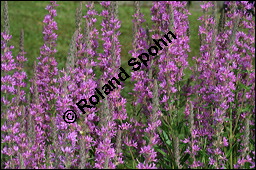 Blut-Weiderich und Echtes Mdes, Lythrum salicaria und Filipendula ulmaria, Lythraceae, Lythrum salicaria, Blut-Weiderich, Habitat, mit Echtem Mdes Kauf von 00724lythrum_salicariaimg_8587.jpg